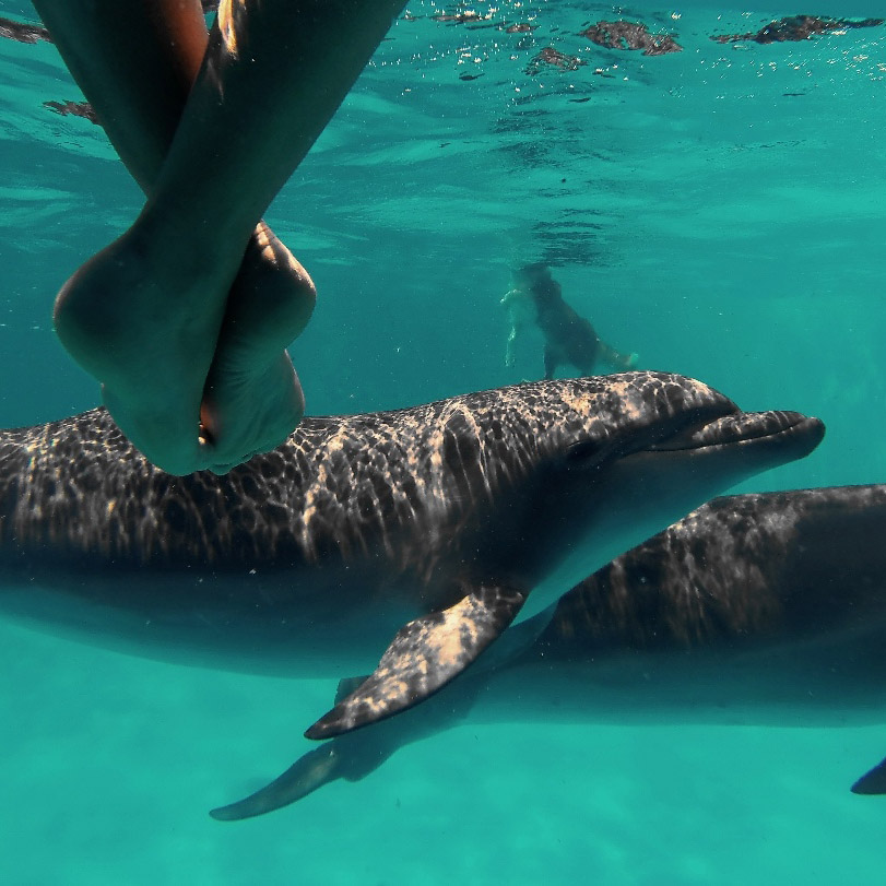 Феодосийский дельфинарий – фото 